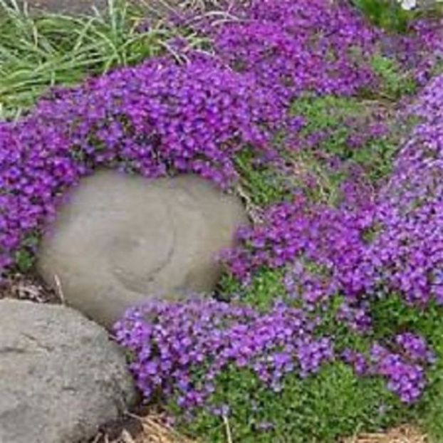Rock cress Aubrieta deltoidea creste foarte bine si printre pietre - ACASA-De vinzare-Flori-Arbusti-Seminte 2017