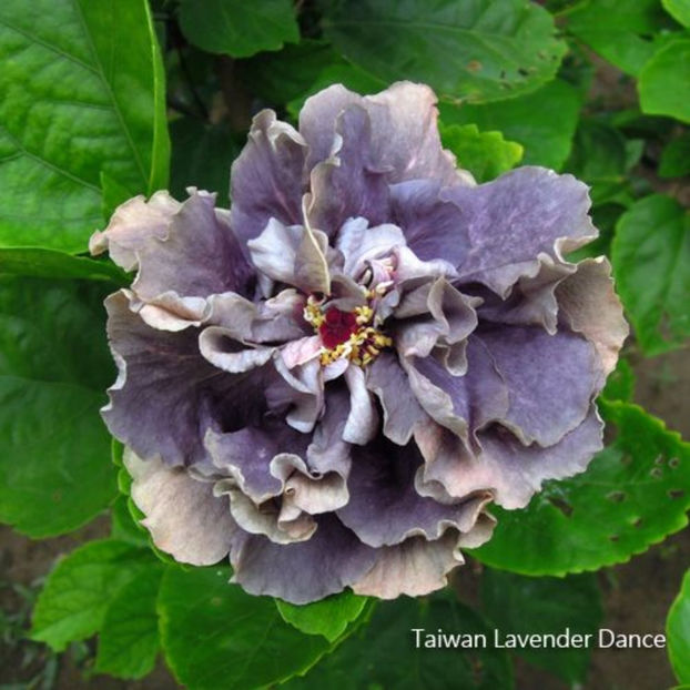 T.L.Dance - 2-TAIWAN-creatii Linda Lee