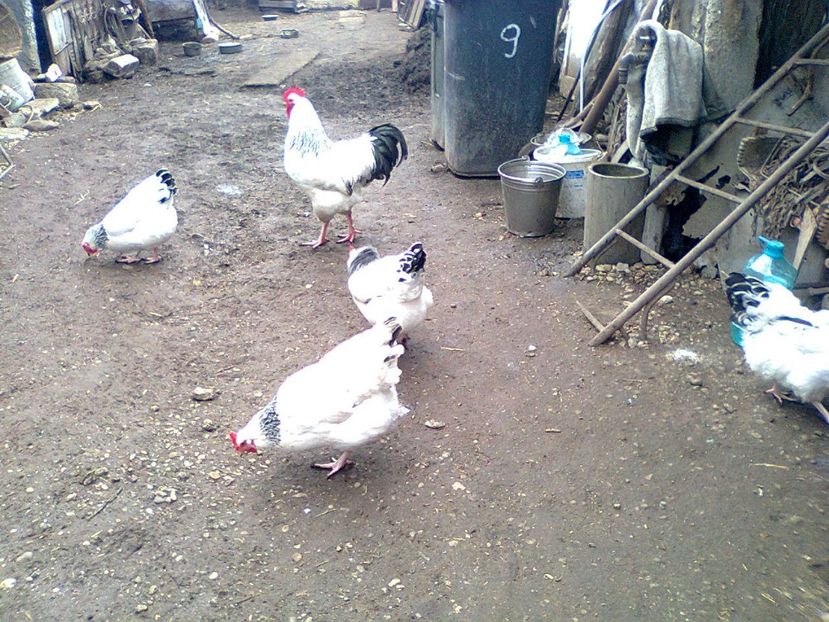 Fotografie2461 - fam 2 SHD