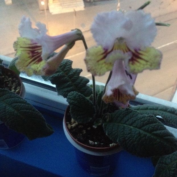 image - streptocarpusi 2017