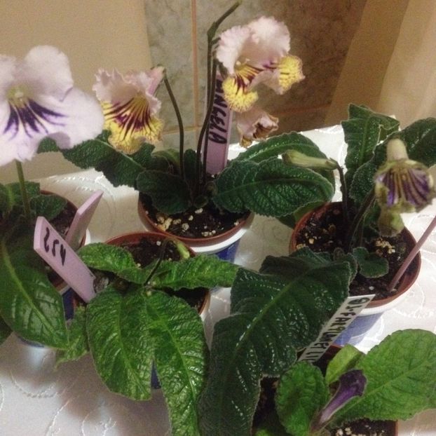 image - streptocarpusi 2017