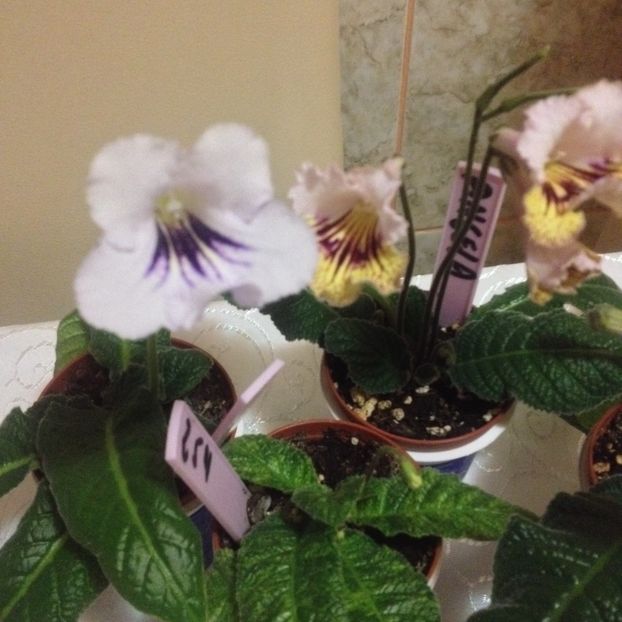 image - streptocarpusi 2017