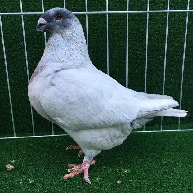  - FEMELE AMERICAN GIANT HOMER MATCA 2020