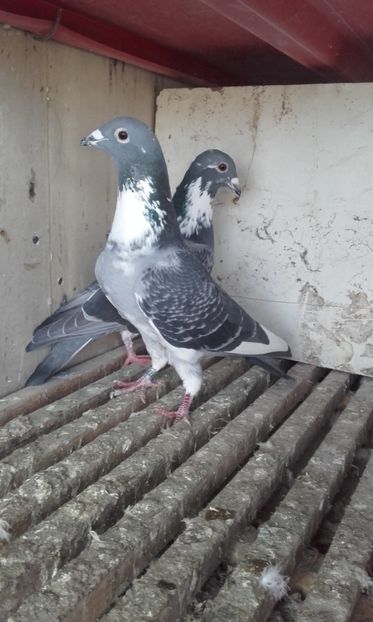  - De vanzare voiajori sport