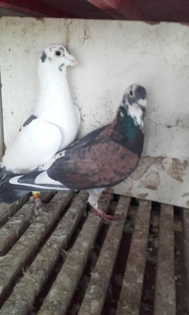 200€ pret fix. Transport gratuit prin FAN CURIER - De vanzare voiajori sport