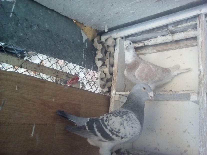  - 2017 argintii standard