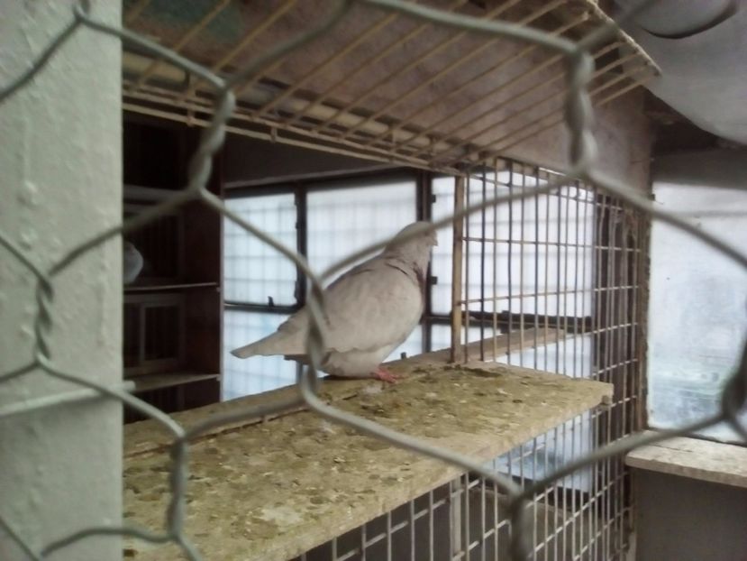  - 2017 argintii standard