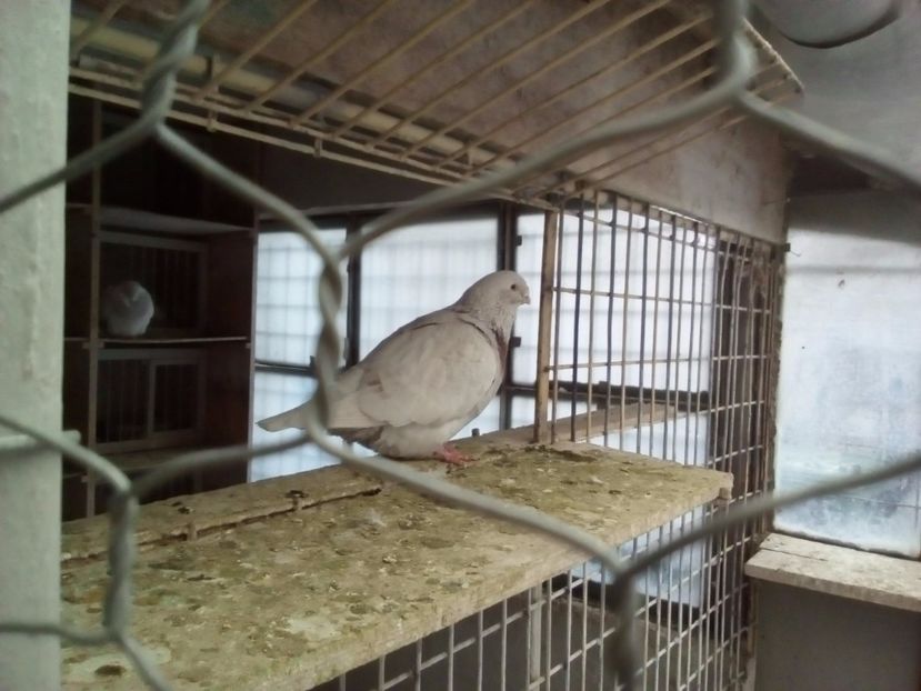  - 2017 argintii standard