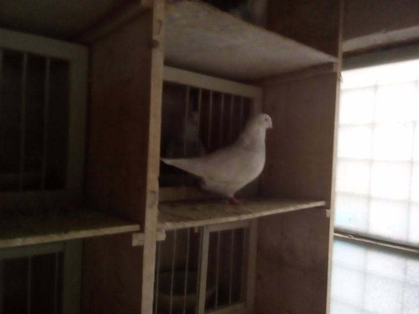  - 2017 argintii standard