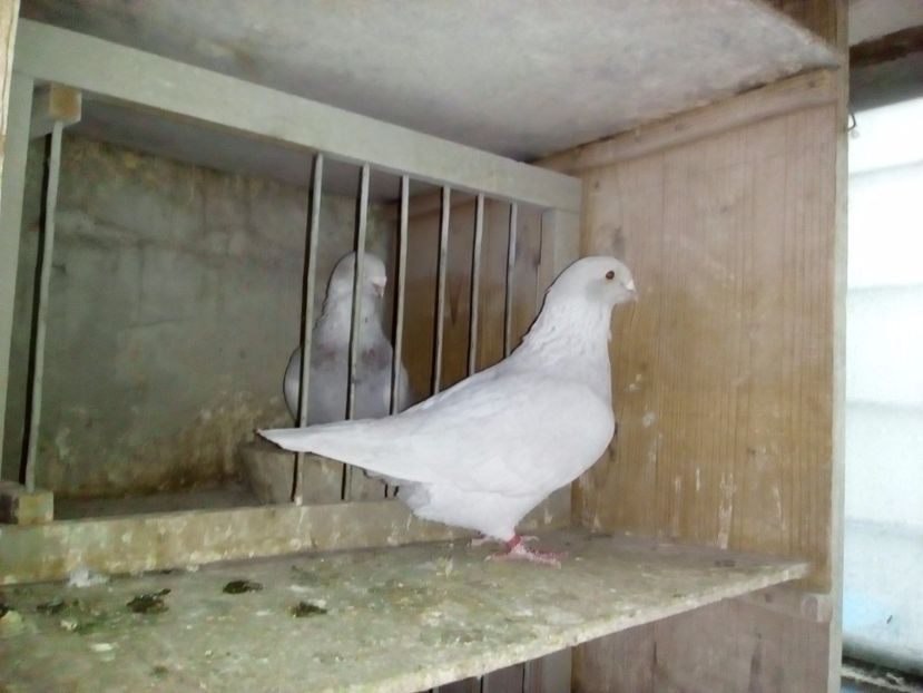 F 2015 - 2017 argintii standard