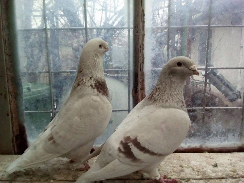 M  2014  - F 2013 - 2017 argintii standard