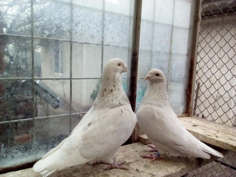 M 2012   -  F 2015 - 2017 argintii standard