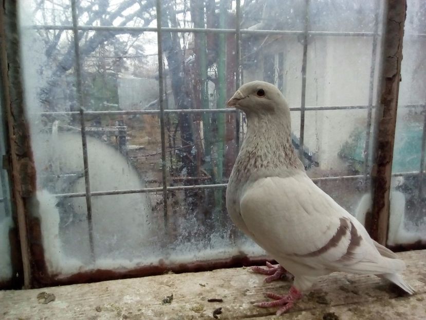  - 2017 argintii standard