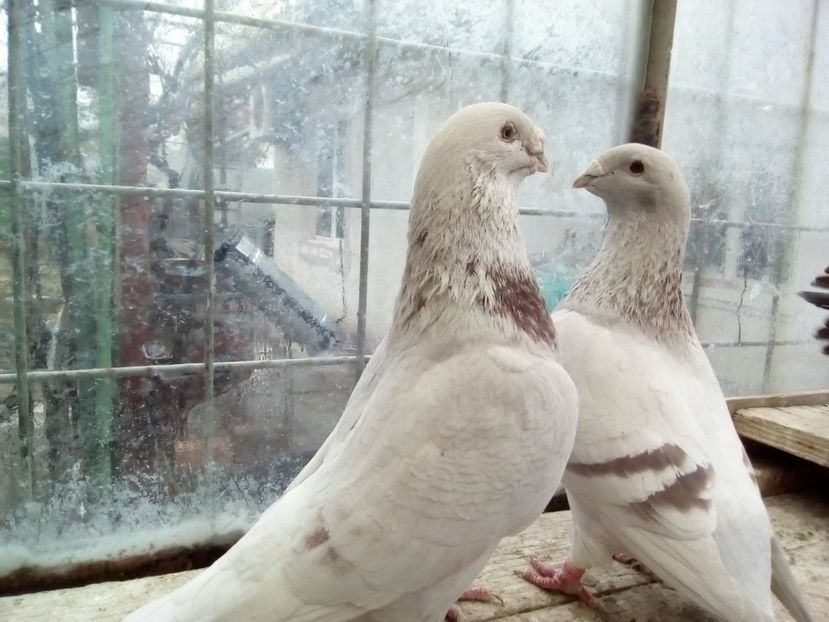  - 2017 argintii standard