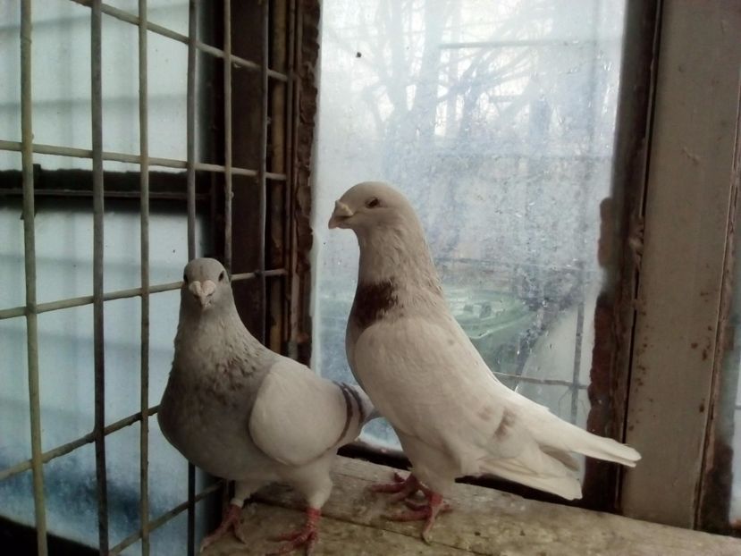  - 2017 argintii standard