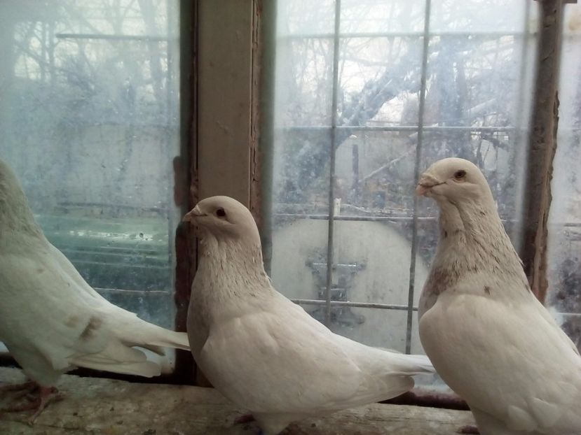  - 2017 argintii standard