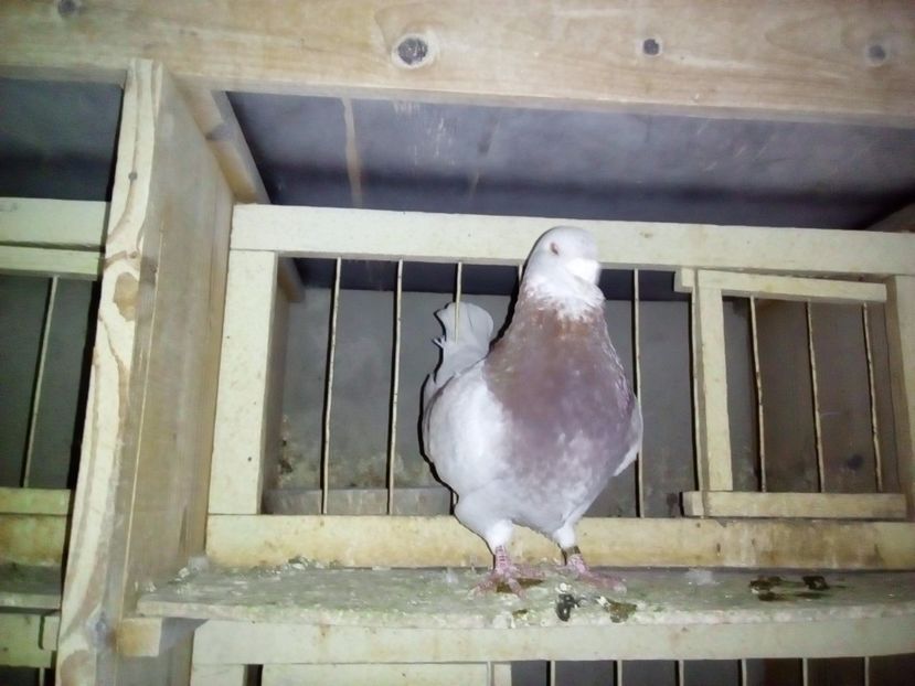  - 2017 argintii standard