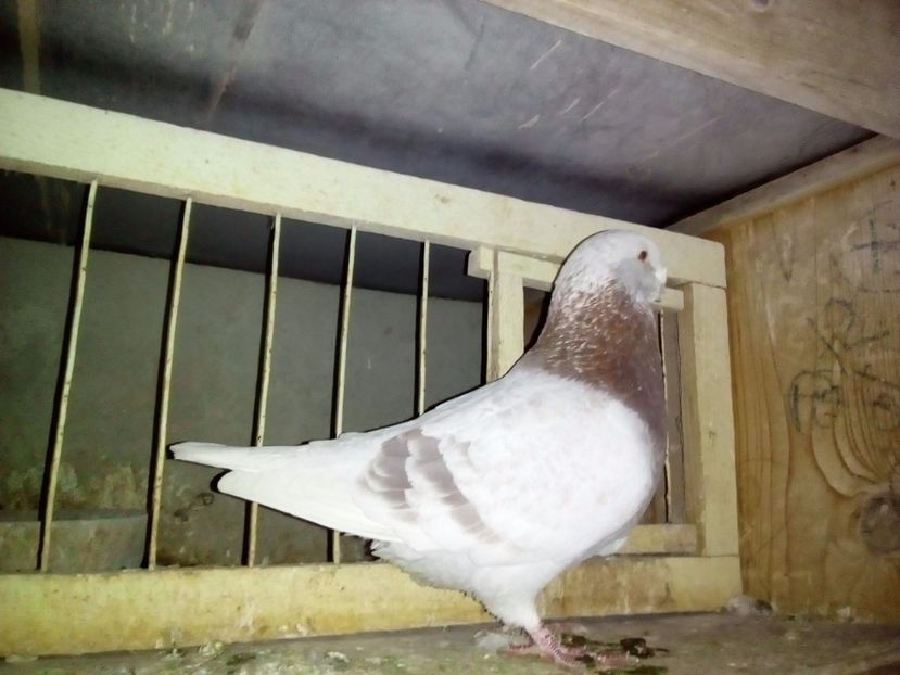 M 2011 - 2017 argintii standard