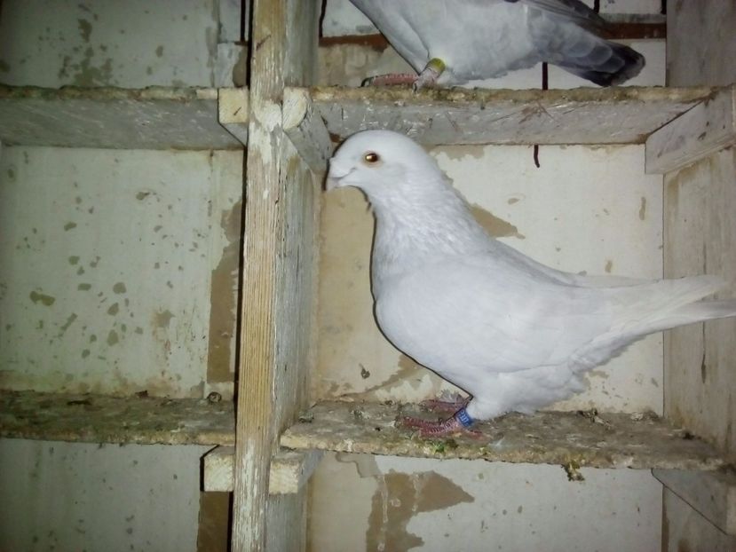 M 2015 - 2017 argintii standard