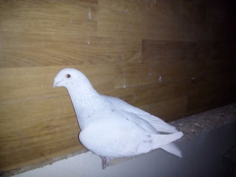  - 2017 argintii standard