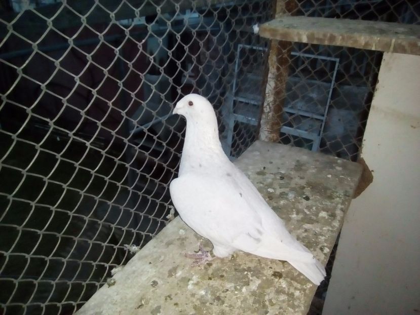 F 2011 vanduta - 2017 argintii standard