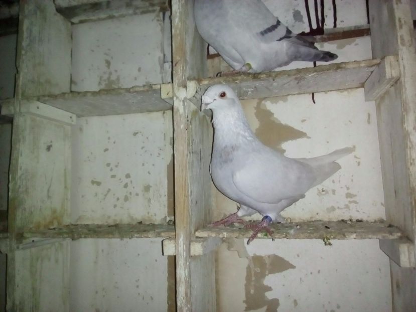  - 2017 argintii standard