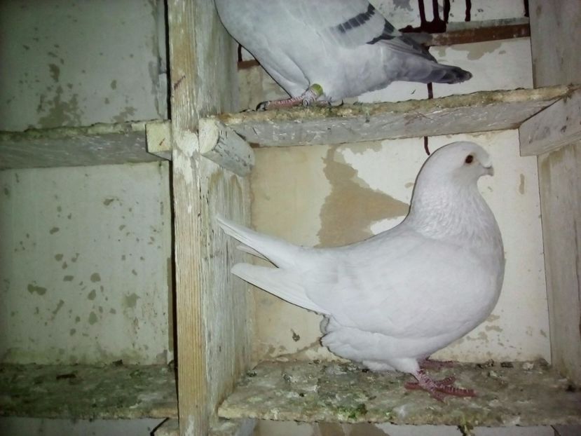 M 2015 vandut - 2017 argintii standard