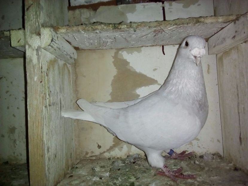  - 2017 argintii standard