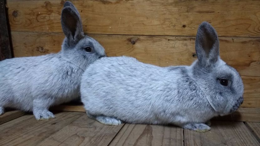 2017.feb 082 - marele argintiu 2017 feb