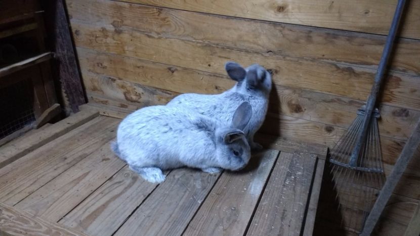 2017.feb 073 - marele argintiu 2017 feb