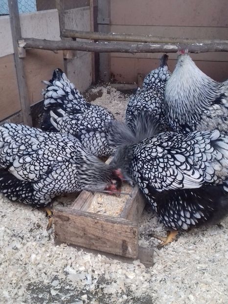  - WYANDOTTE ARGINTIU 2016-2017