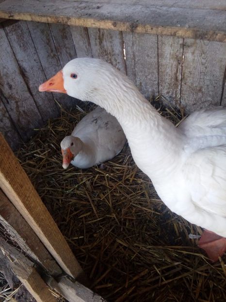  - Ratuste si Gaste albe