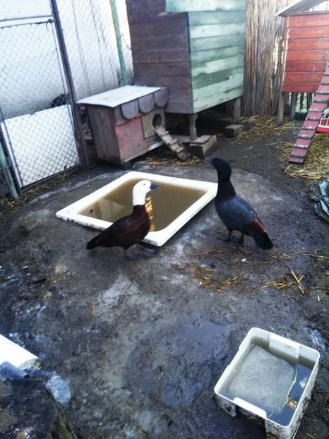 25 _02_2017 - Califari Paradis