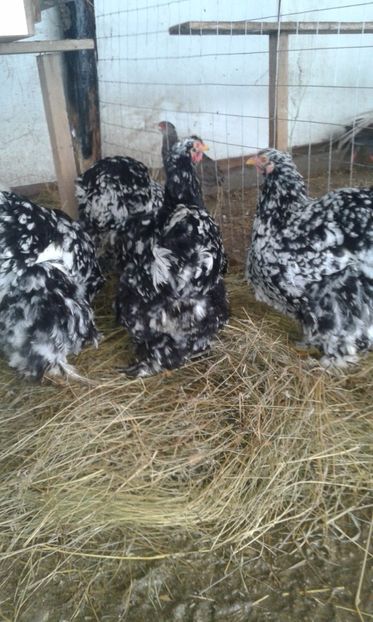  - A Cochincina bobat pe negru