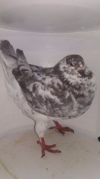 M 2016 vandut - De vanzare kingi