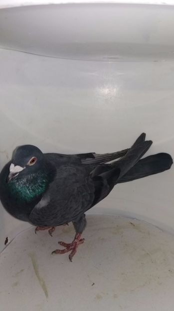 M 2016 vandut - De! voiajori vanduti