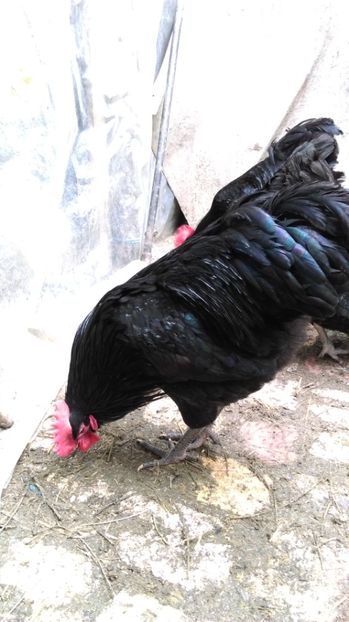  - AUSTRALORP NEGRU 2017