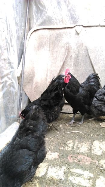  - AUSTRALORP NEGRU 2017