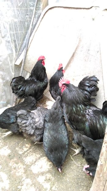  - AUSTRALORP NEGRU 2017