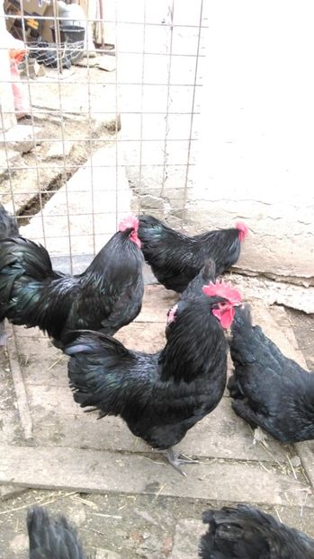  - AUSTRALORP NEGRU 2017