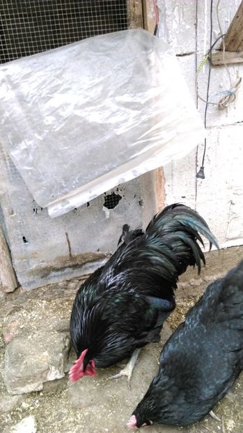  - AUSTRALORP NEGRU 2017