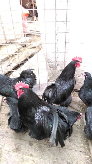  - AUSTRALORP NEGRU 2017