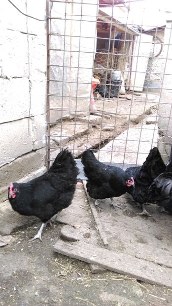  - AUSTRALORP NEGRU 2017