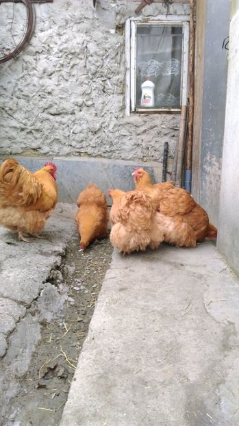  - ORPINGTON GALBEN Matca pt 2017