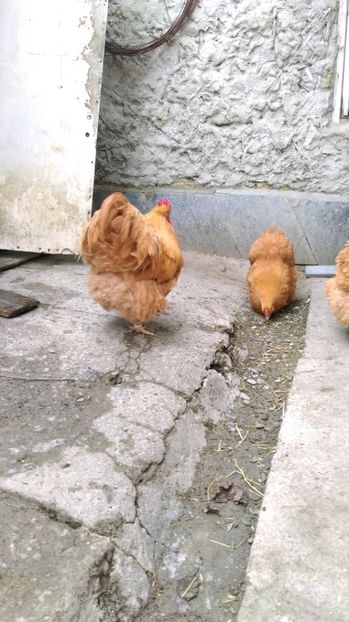  - ORPINGTON GALBEN Matca pt 2017