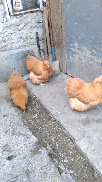  - ORPINGTON GALBEN Matca pt 2017