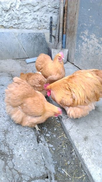  - ORPINGTON GALBEN Matca pt 2017