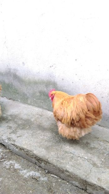  - ORPINGTON GALBEN Matca pt 2017