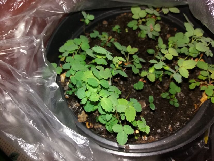  - EXPERIMENT-germinarea semintelor de trandafir