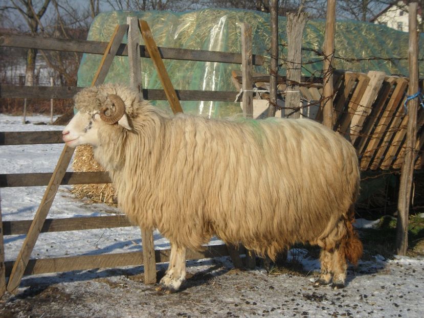 SAM_2457 - tucana alba